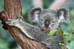 koala in tree